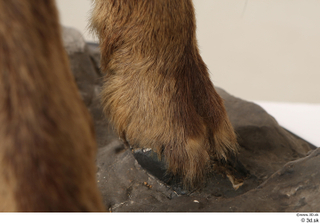 Alpine chamois Rupicapra rupicapra foot hoof leg 0008.jpg